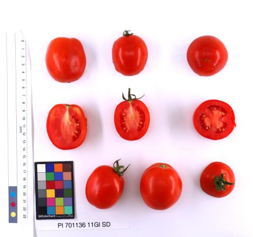 Click for 2 image(s) for this accession. FRUIT